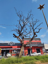 Fabio Luis pede supressão de árvores em degeneração na Hayel Bon Faker