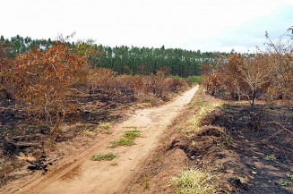 Desmate no Cerrado tem alta de 13%