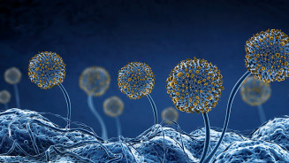 Superfungo: secretaria de saúde de PE confirma 3 casos, mas não encontra cadeia de transmissão