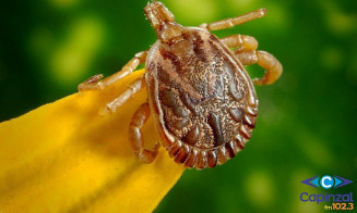 Saiba como evitar contato com o carrapato que causa a febre maculosa