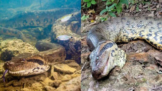 Polícia Civil fará nova perícia para confirmar causa da morte de sucuri famosa em Bonito