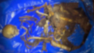 Ossada humana é encontrada por trabalhadores durante limpeza e poda de árvore