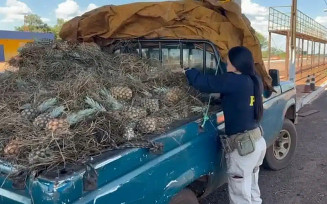 PRF apreende maconha em carga de abacaxi