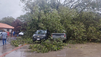Árvore histórica tomba e causa prejuízo na Rua dos Missionários
