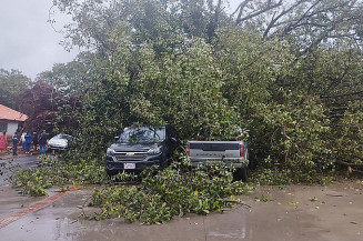 Árvore histórica tomba e causa prejuízo na Rua dos Missionários