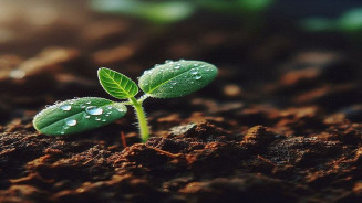 Hoje, quinta-feira(05), celebra o Dia Internacional do Solo