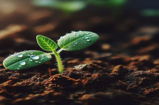 Hoje, quinta-feira(05), celebra o Dia Internacional do Solo