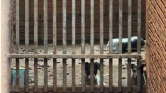 Homem é preso ao abandonar 4 cachorros em casa insalubre