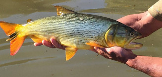 Deputados aprovam proibição da captura do Dourado por mais 2 anos