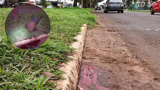 Homem é morto com tiro na nuca em canteiro de avenida na madrugada de segunda-feira