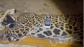 Onça que matou caseiro no Pantanal é capturada próxima ao local do ataque