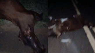 Bebê de 5 meses morre após carro bater em vacas no MS