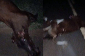 Bebê de 5 meses morre após carro bater em vacas no MS