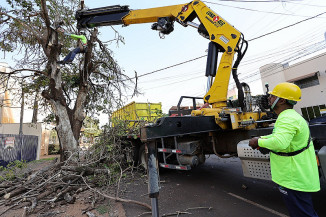 Prefeitura inicia supressão de árvores condenadas e prepara plantio de novas mudas