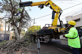 Prefeitura inicia supressão de árvores condenadas e prepara plantio de novas mudas