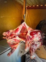 Polícia Civil identifica e prende suspeito por furto de carneiros em Anaurilândia após investigação