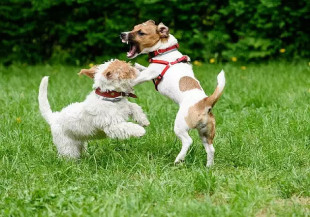 Até cachorro pode ter TDAH? Veja sinais que vão além da bagunça