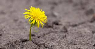 AS REGRAS, O PODER E SEUS “AMIGOS”